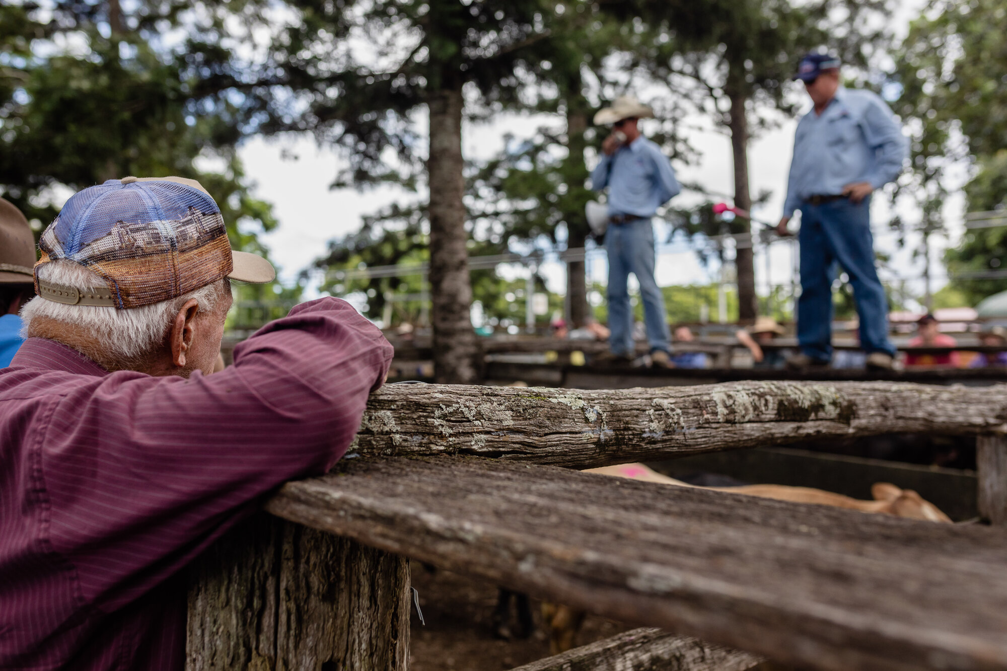 Woodford Saleyards - 129 Archer Street Woodford - auctioneer conducting an auction on one of the lots of cattle