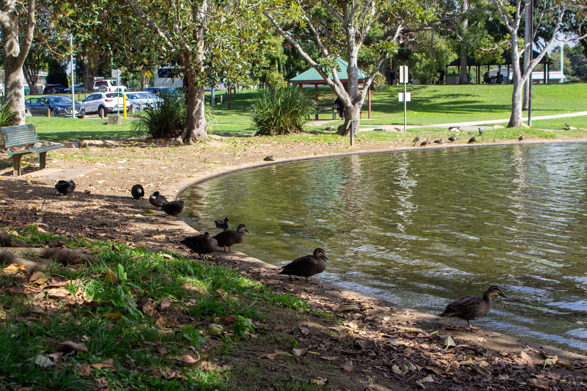 Waterbirds resting on the bank of the southern lagoon of the Centenary Lakes (Stage one) near Morayfield Road Caboolture