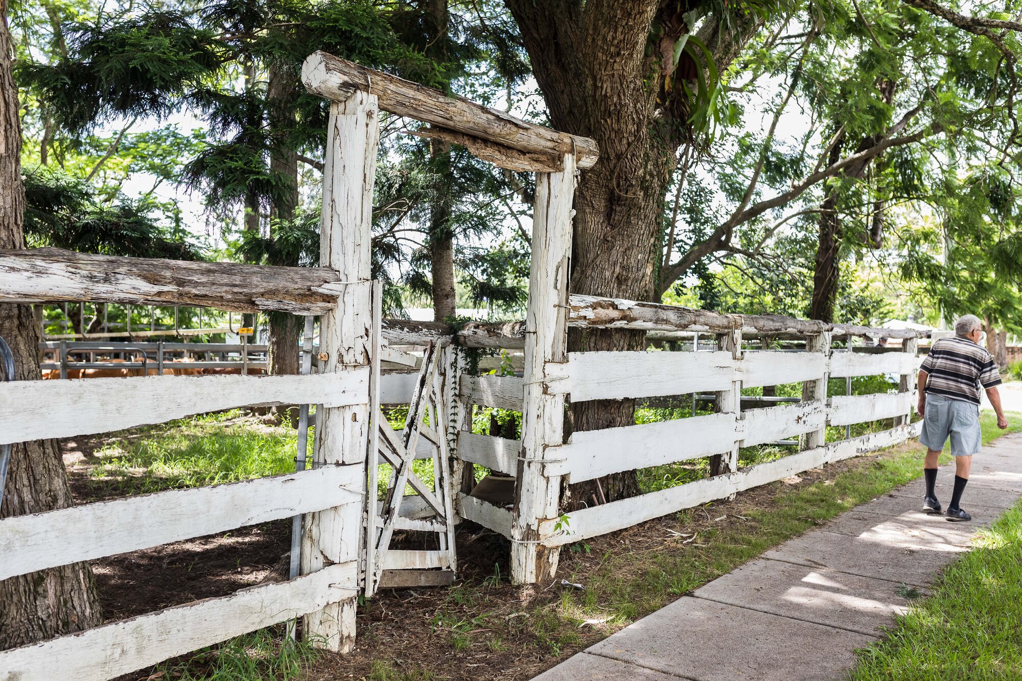 Woodford Saleyards - 129 Archer Street Woodford - elderly gentleman walking on footpath in front of post and rail fence