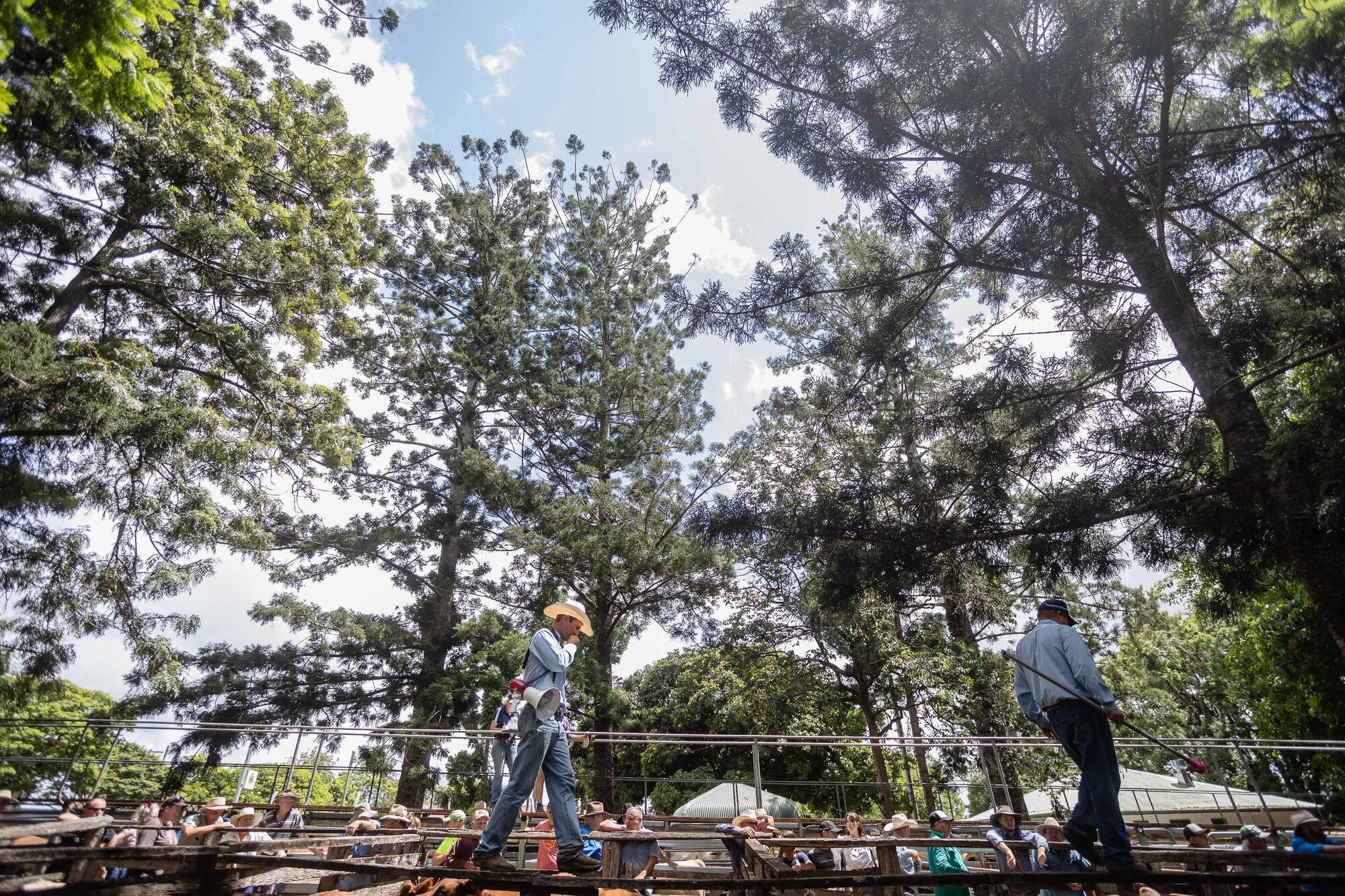 Woodford Saleyards - 129 Archer Street Woodford - auctioneer preparing to conduct an auction on one of the lots of cattle