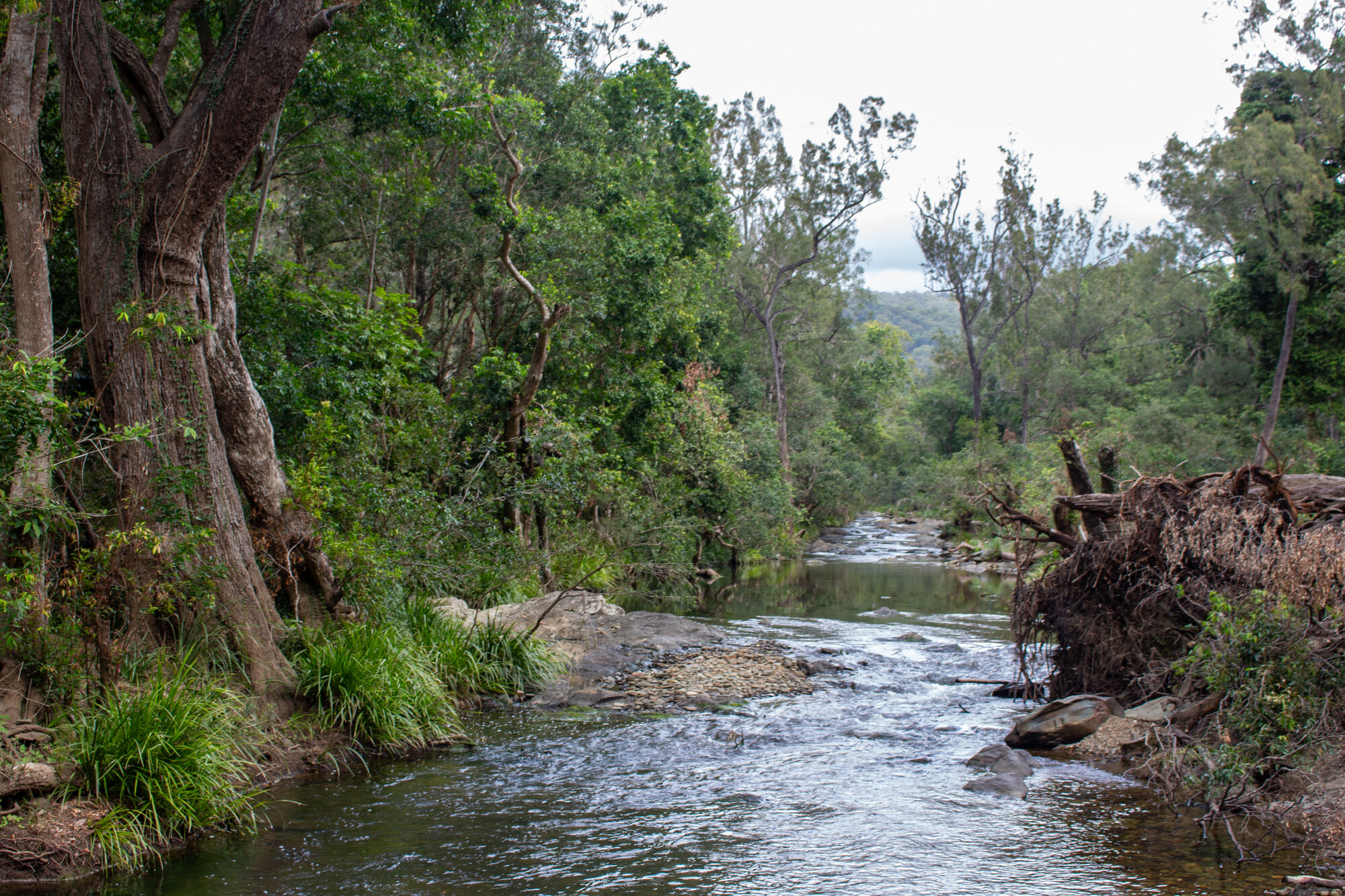 Zillmans Crossing - Old North Road Rocksberg looking southwest from the causeway over the Caboolture River