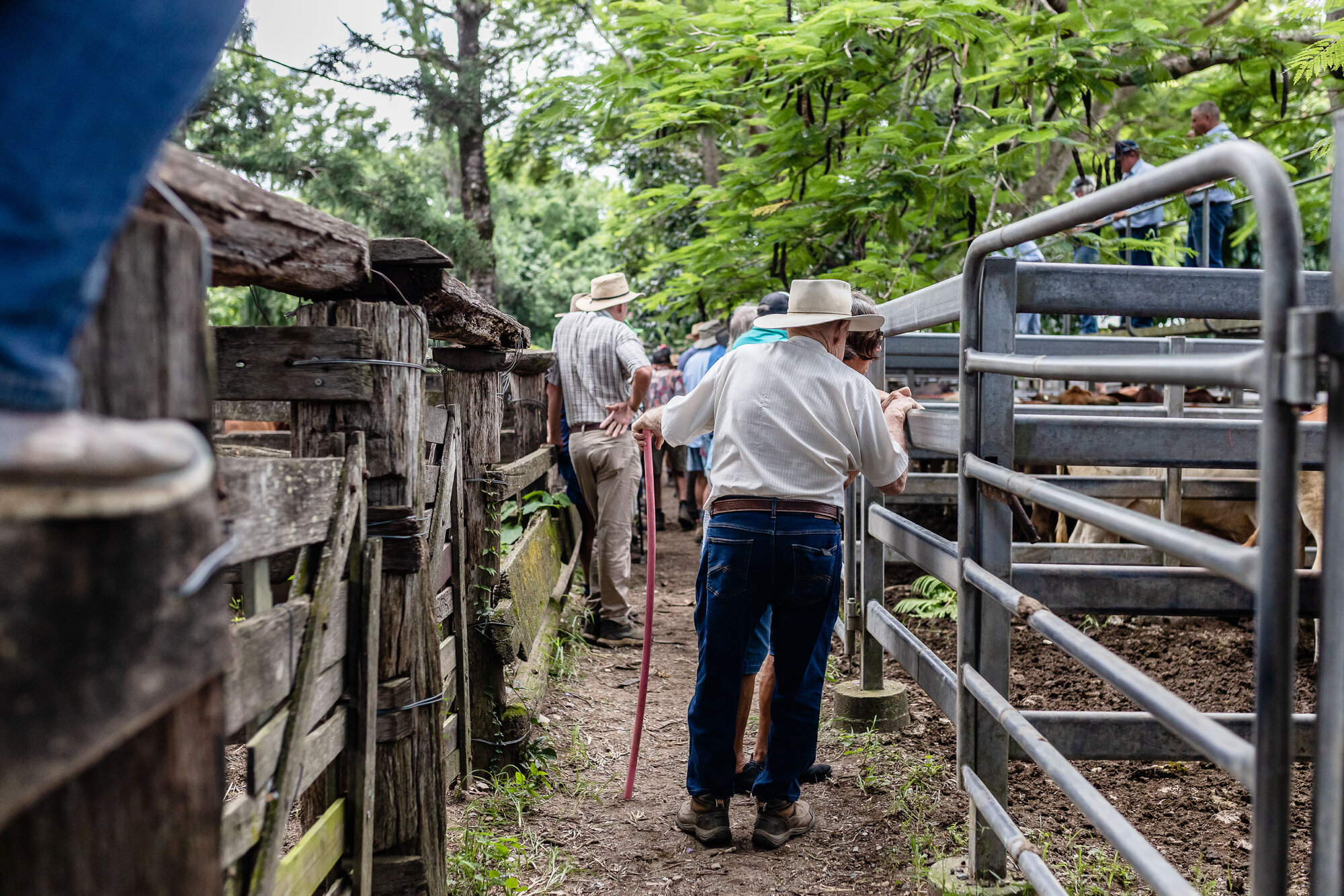 Woodford Saleyards - 129 Archer Street Woodford - auctioneer conducting an auction on one of the lots of cattle