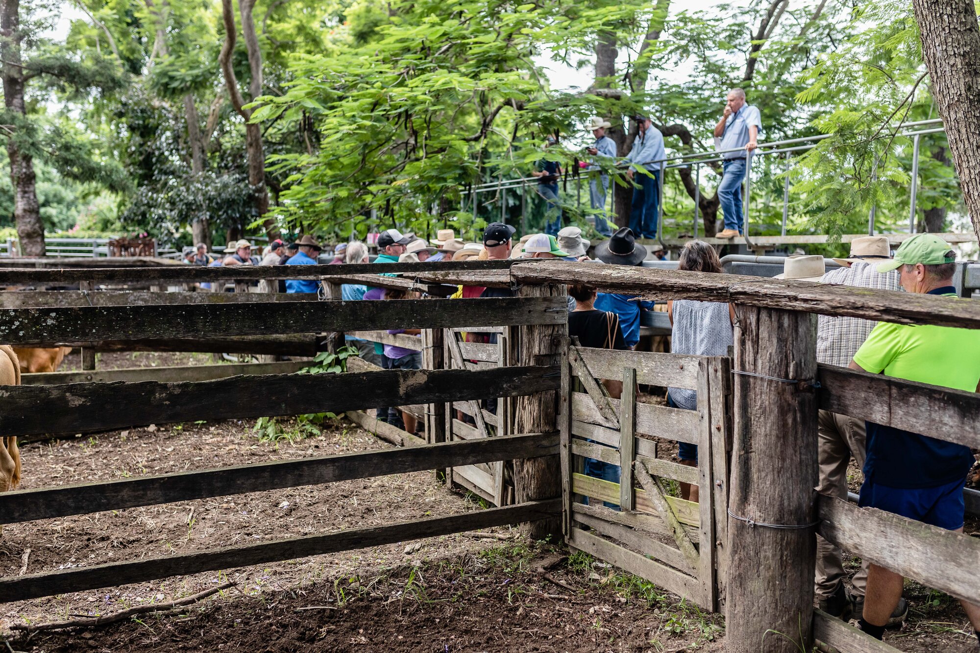 Woodford Saleyards - 129 Archer Street Woodford - auctioneer conducting an auction on one of the lots of cattle