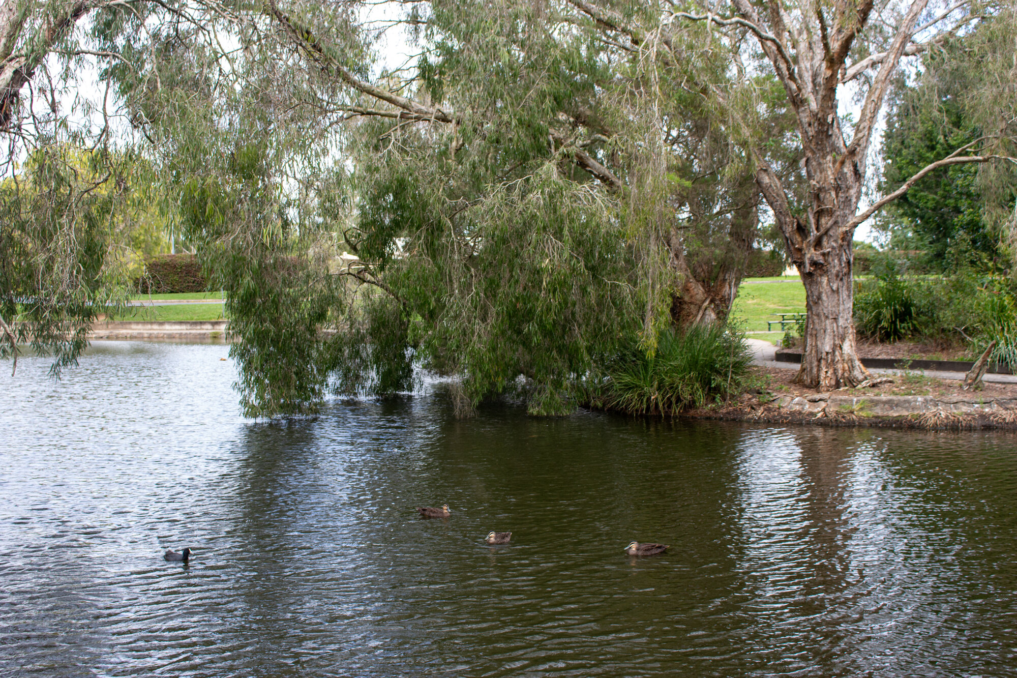 Centenary Lakes area - Ducks and Purple Swamphen swim on a lagoon - 2-14 Elliott Street Caboolture