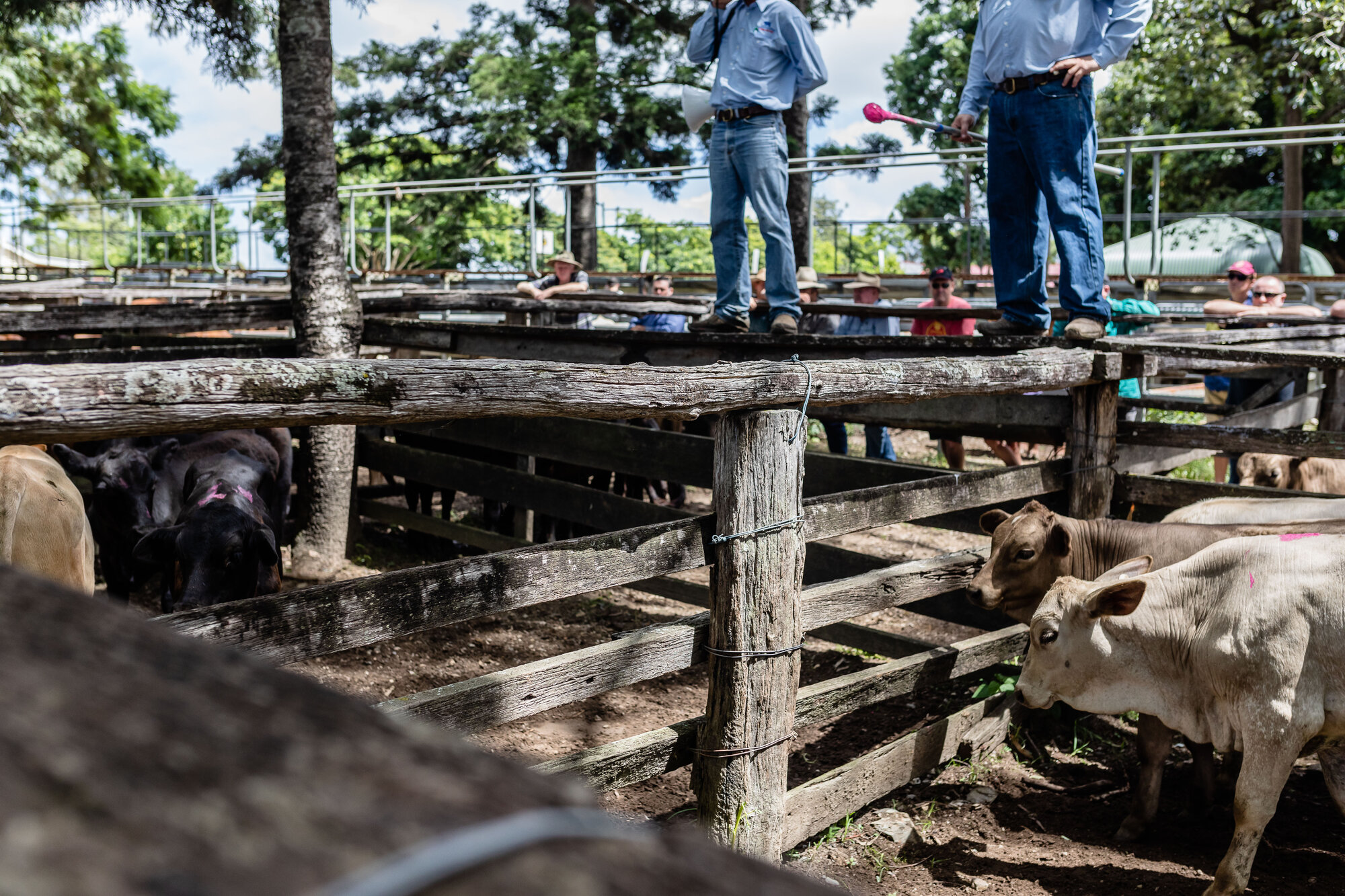 Woodford Saleyards - 129 Archer Street Woodford - auctioneer conducting an auction on one of the lots of cattle