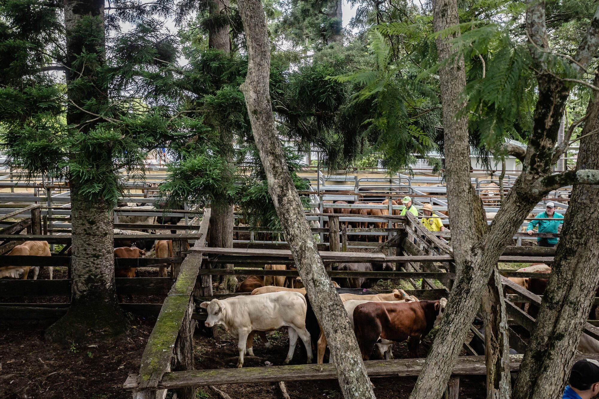 Woodford Saleyards - 129 Archer Street Woodford - cattle in multiple stockyards
