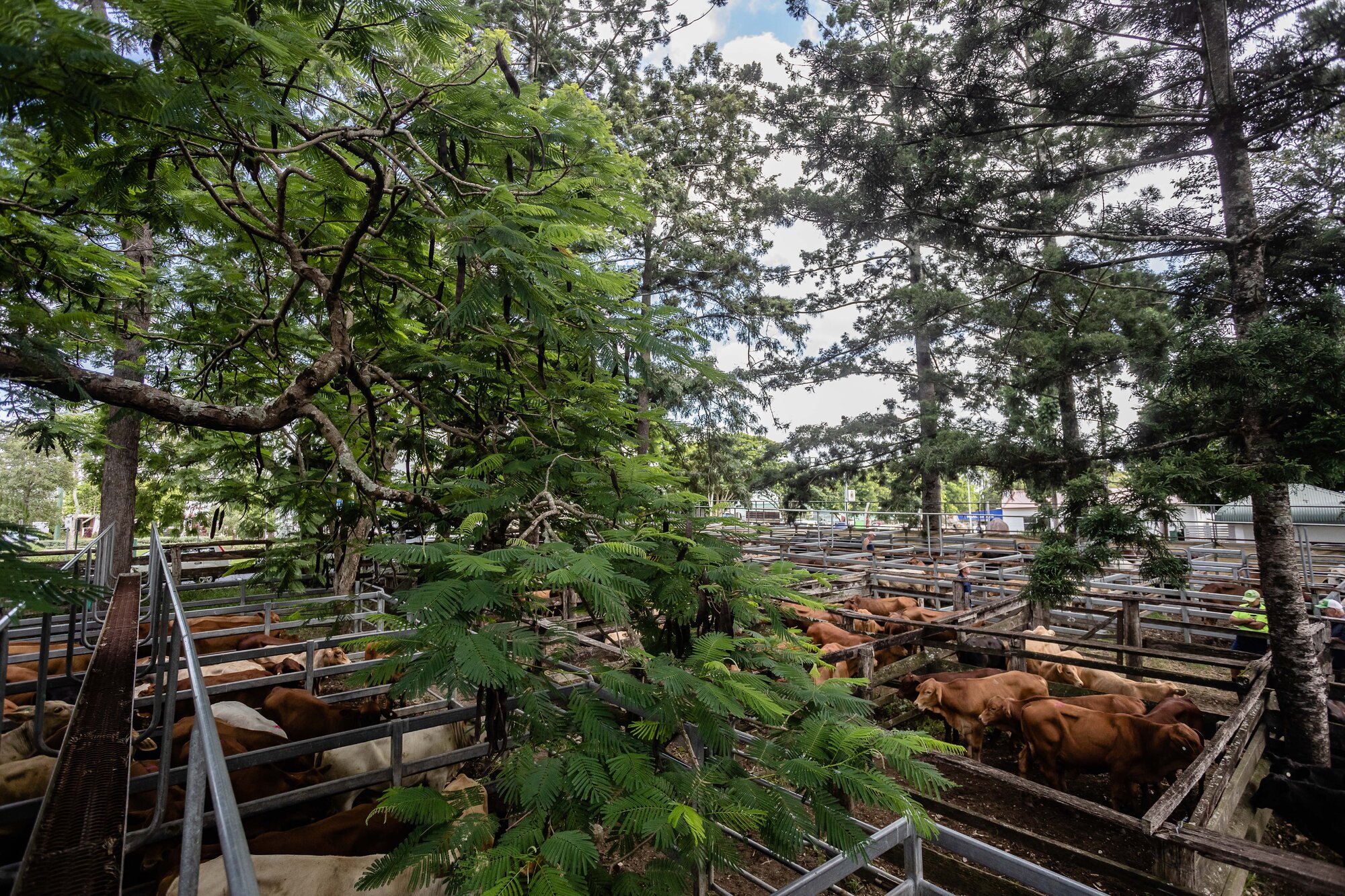Woodford Saleyards - 129 Archer Street Woodford - catwalk and cattle in multiple stockyards