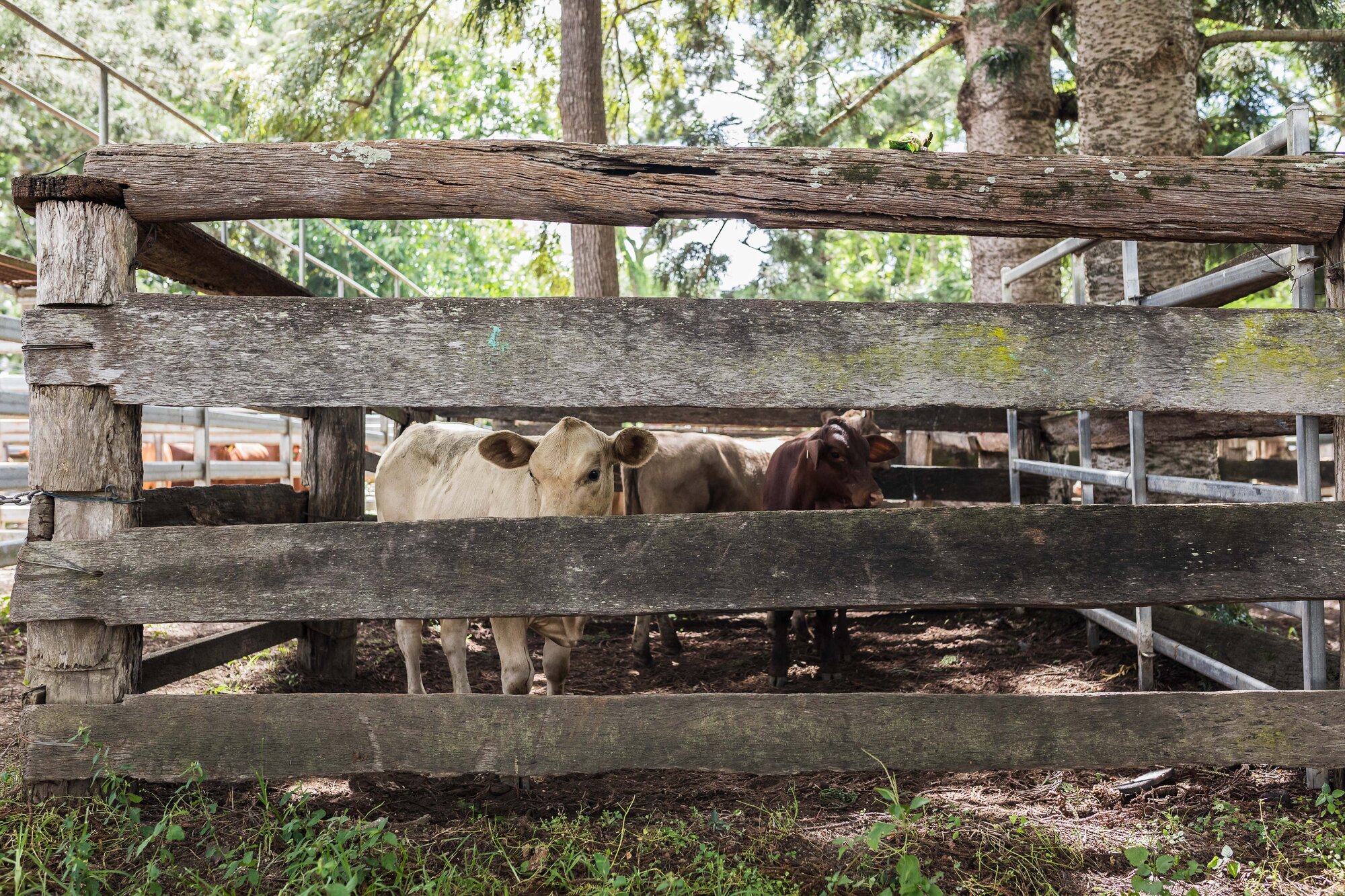 Woodford Saleyards - 129 Archer Street Woodford - cattle in stockyards