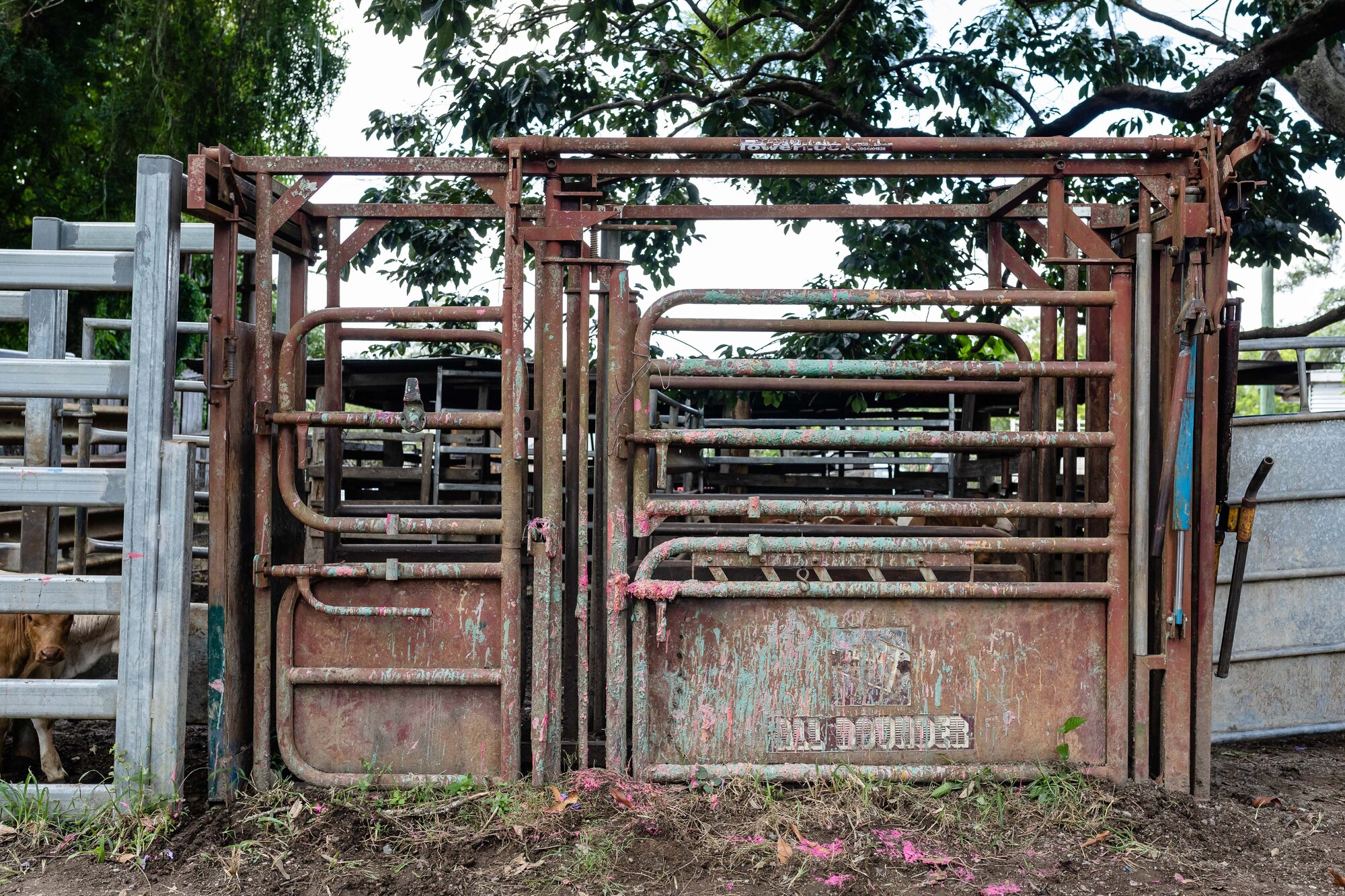 Woodford Saleyards - 129 Archer Street Woodford - close-up of cattle crush and stockyards