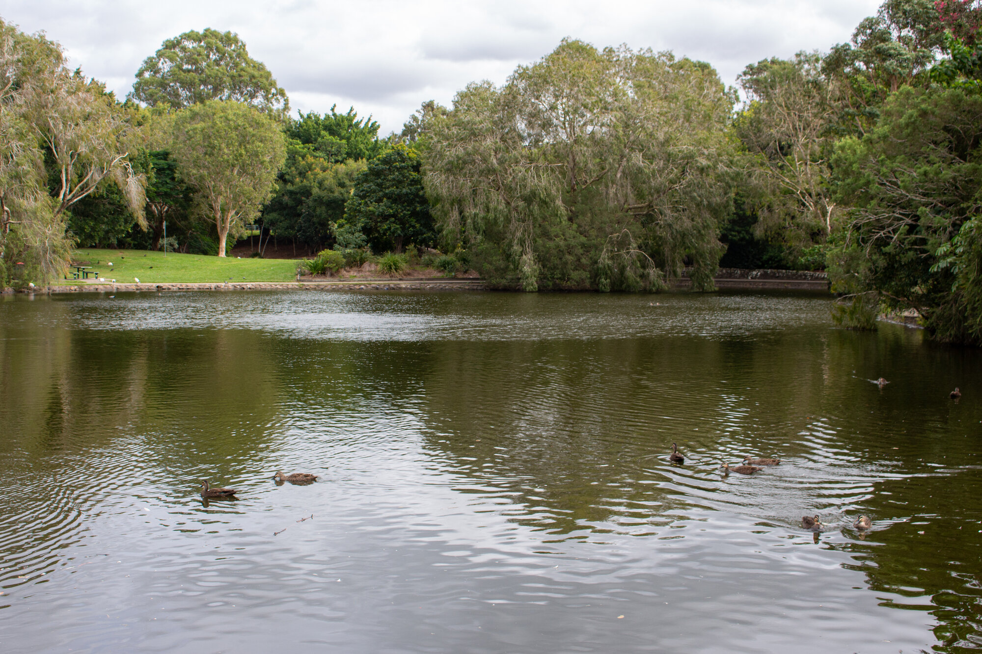 Centenary Lakes area looking west towards picnic area - 2-14 Elliott Street Caboolture