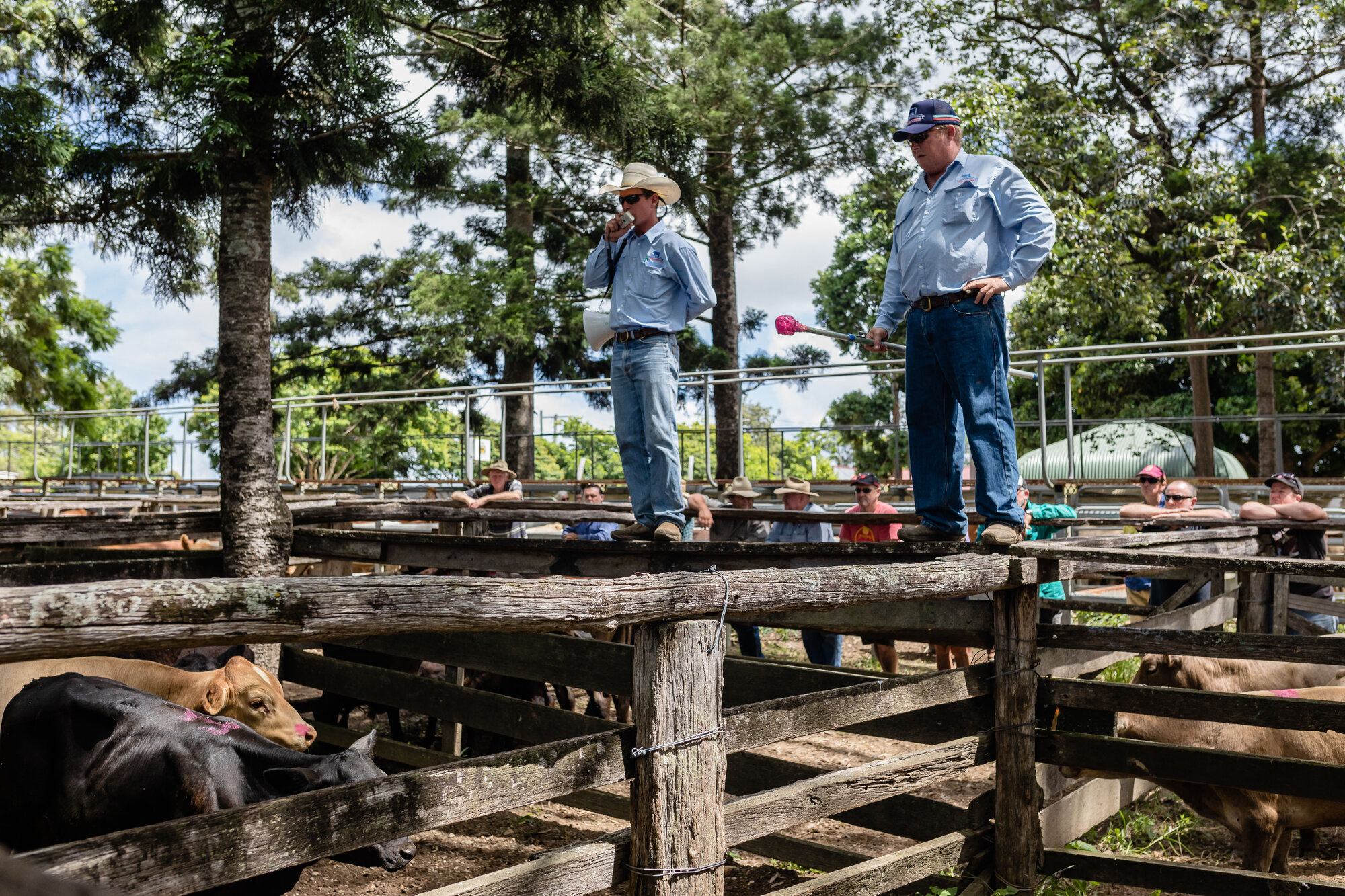 Woodford Saleyards - 129 Archer Street Woodford - auctioneer conducting an auction on one of the lots of cattle