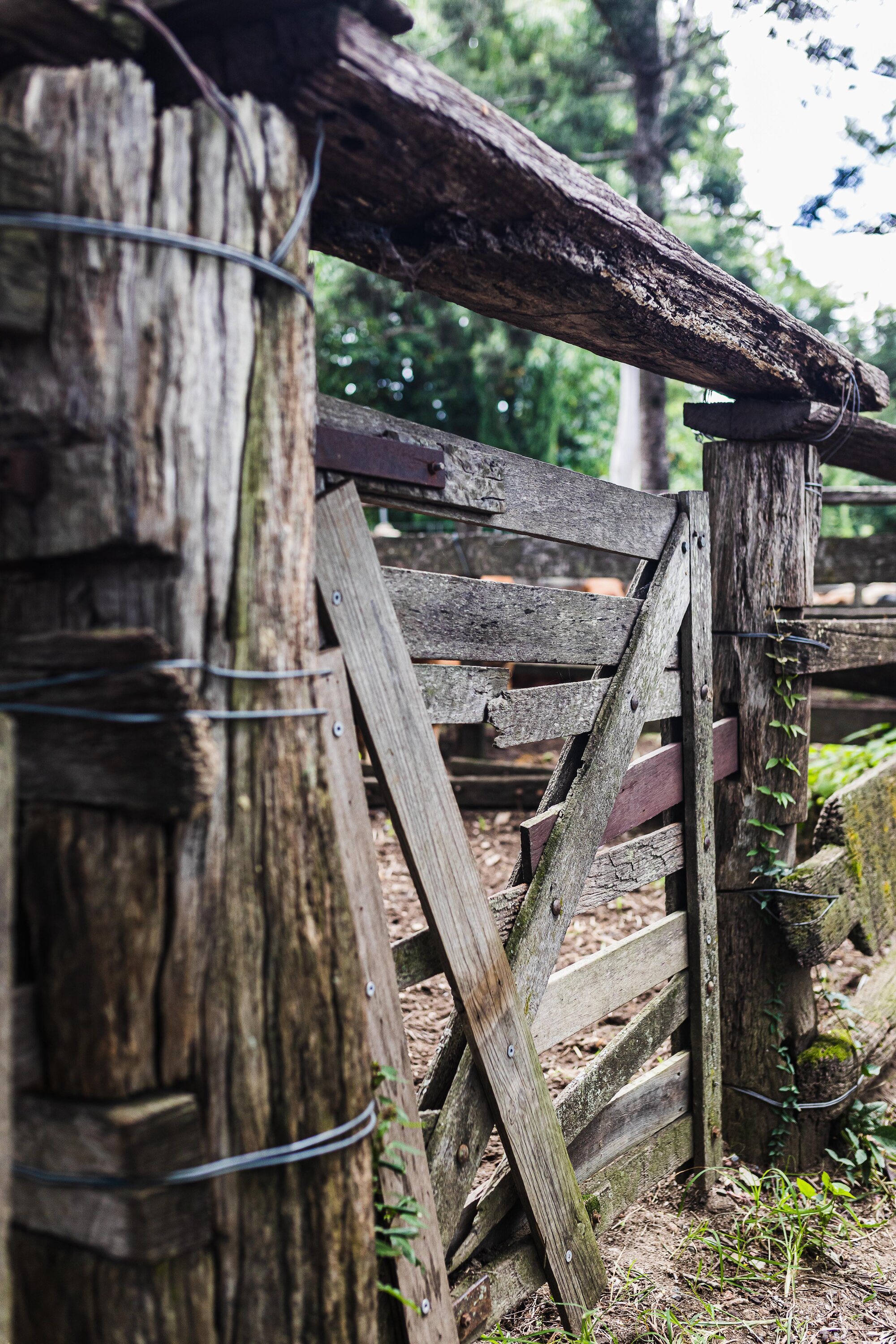 Woodford Saleyards - 129 Archer Street Woodford - close-up of post and rail fence and timber gate used for stockyards