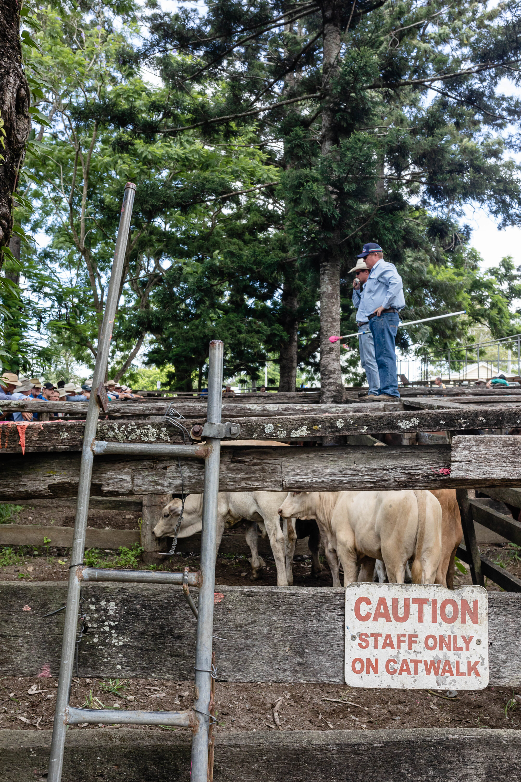 Woodford Saleyards - 129 Archer Street Woodford - auctioneer conducting an auction on one of the lots of cattle