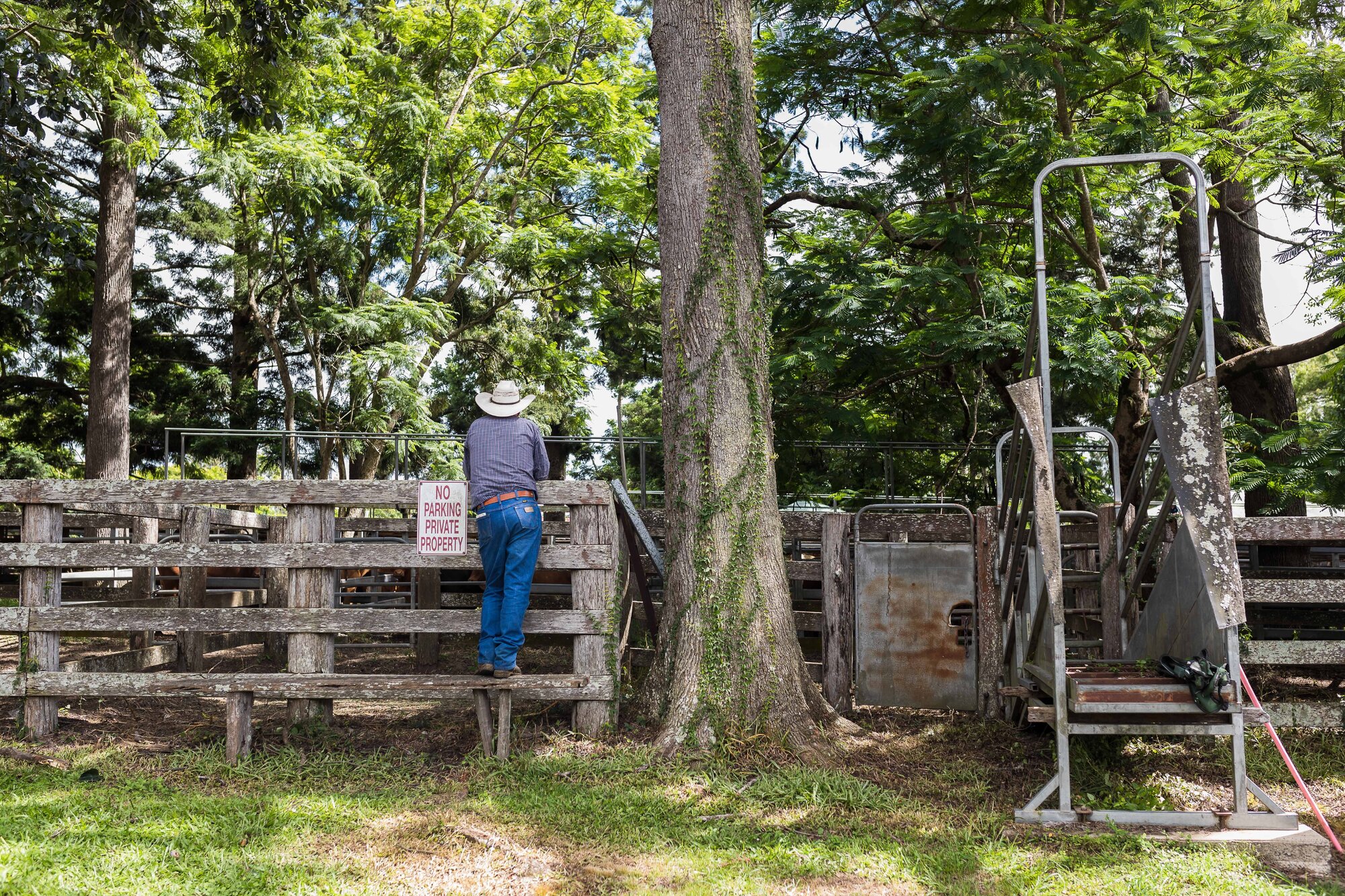 Woodford Saleyards - 129 Archer Street Woodford - farmer inspecting livestock in stockyards