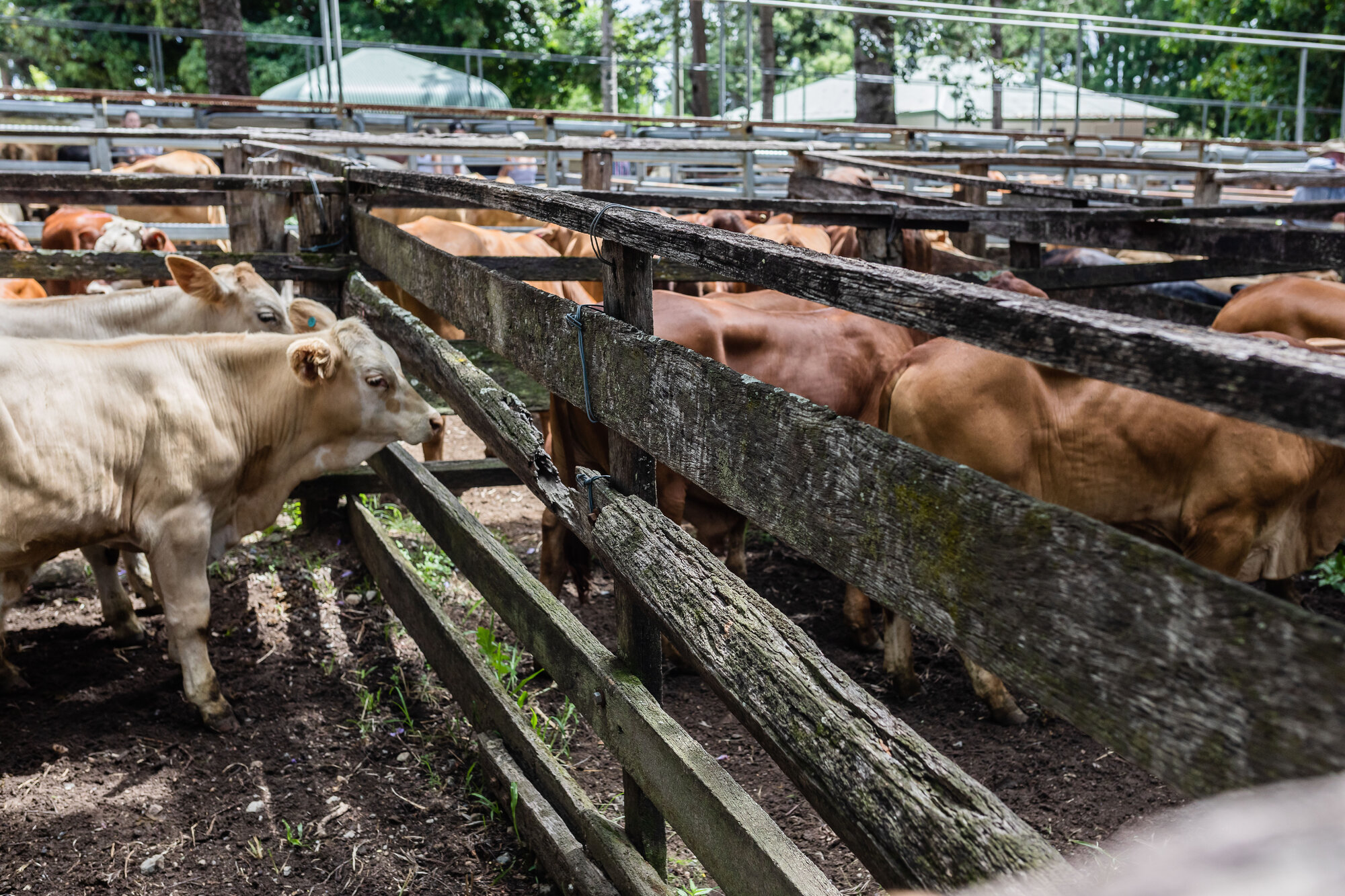 Woodford Saleyards - 129 Archer Street Woodford - cattle in stockyards awaiting sale