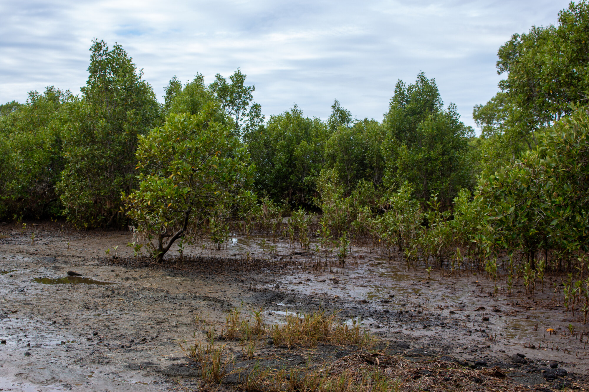 Mangroves line the foreshore at property located at 7 Joseph Crescent Deception Bay
