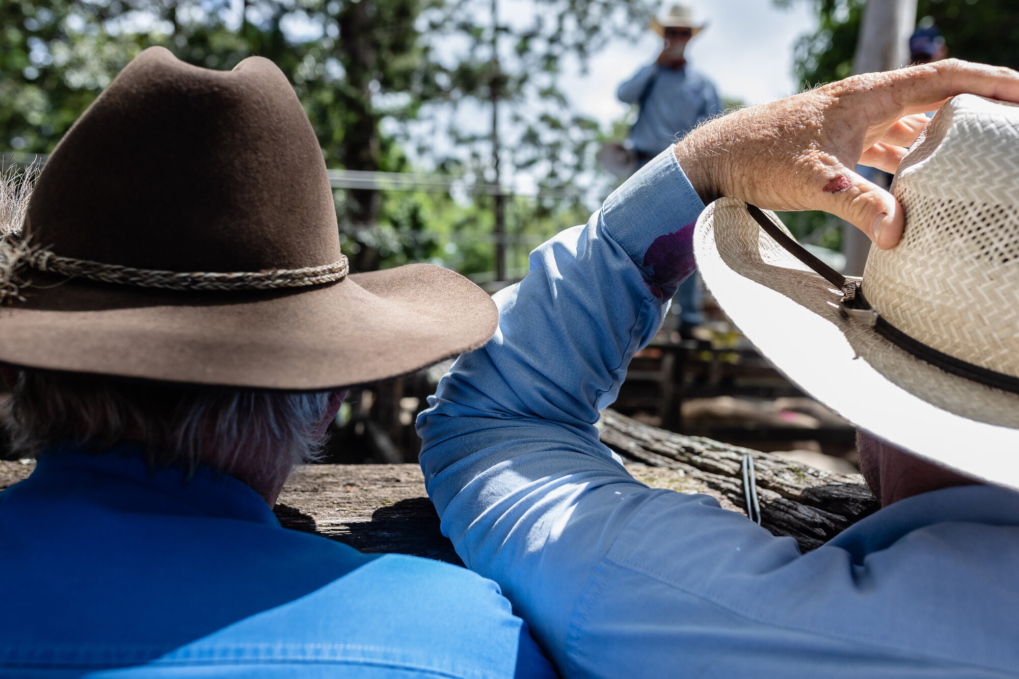 Woodford Saleyards - 129 Archer Street Woodford - auctioneer conducting an auction on one of the lots of cattle