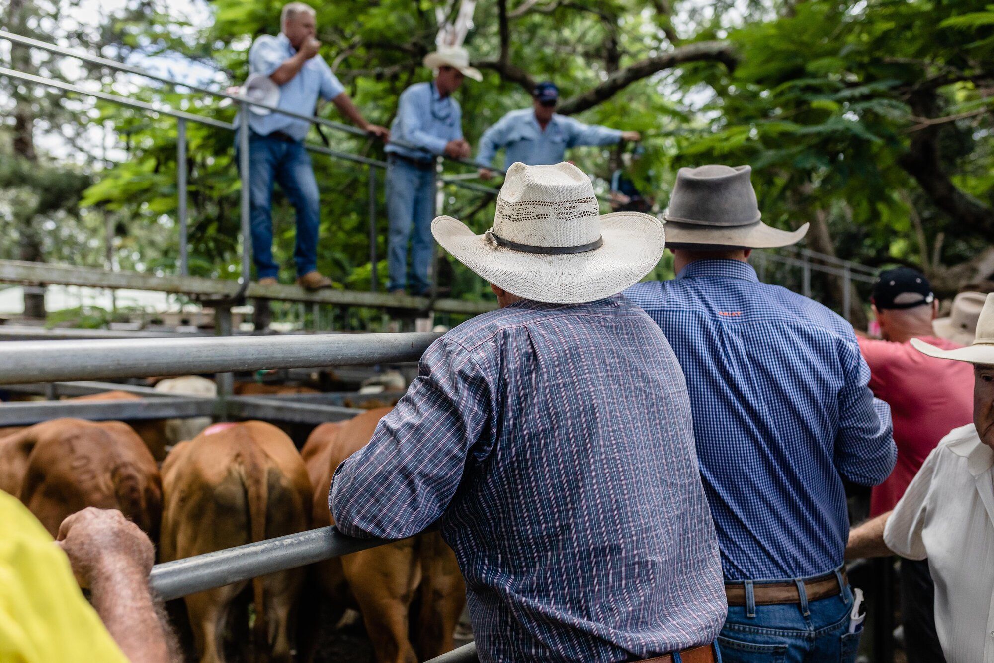 Woodford Saleyards - 129 Archer Street Woodford - auctioneer conducting an auction on one of the lots of cattle