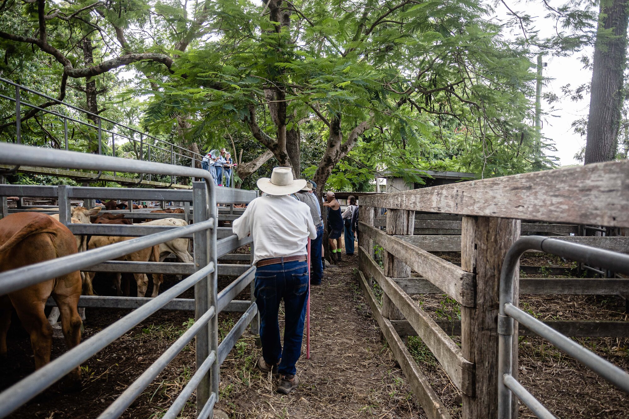 Woodford Saleyards - 129 Archer Street Woodford - auctioneer conducting an auction on one of the lots of cattle