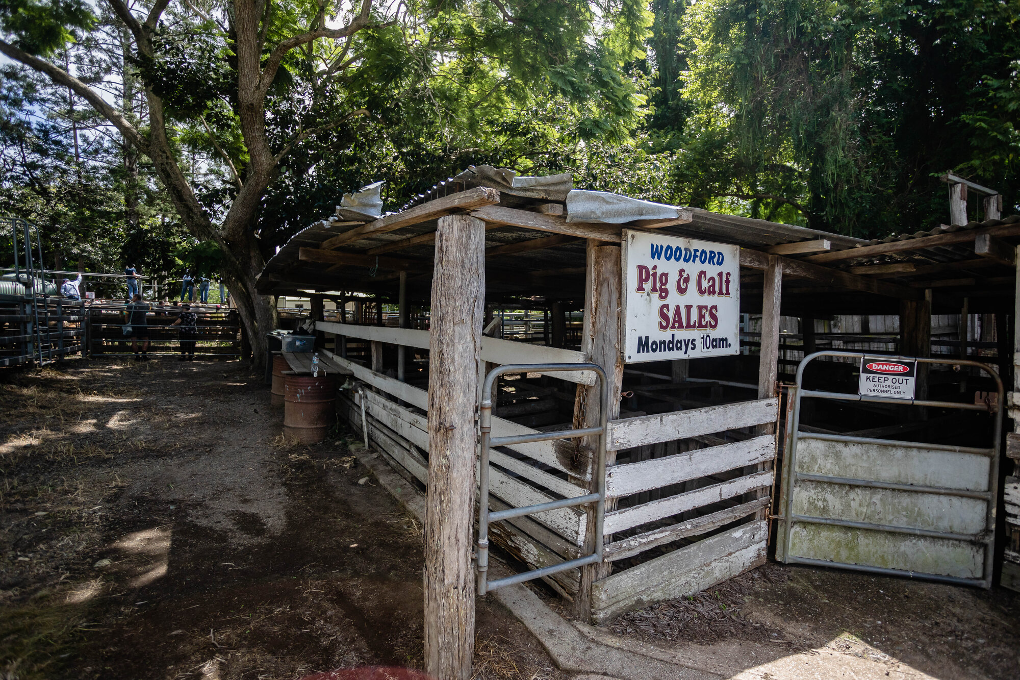 Woodford Saleyards - 129 Archer Street Woodford - Woodford Pig and Calf Sales - Mondays at 10am