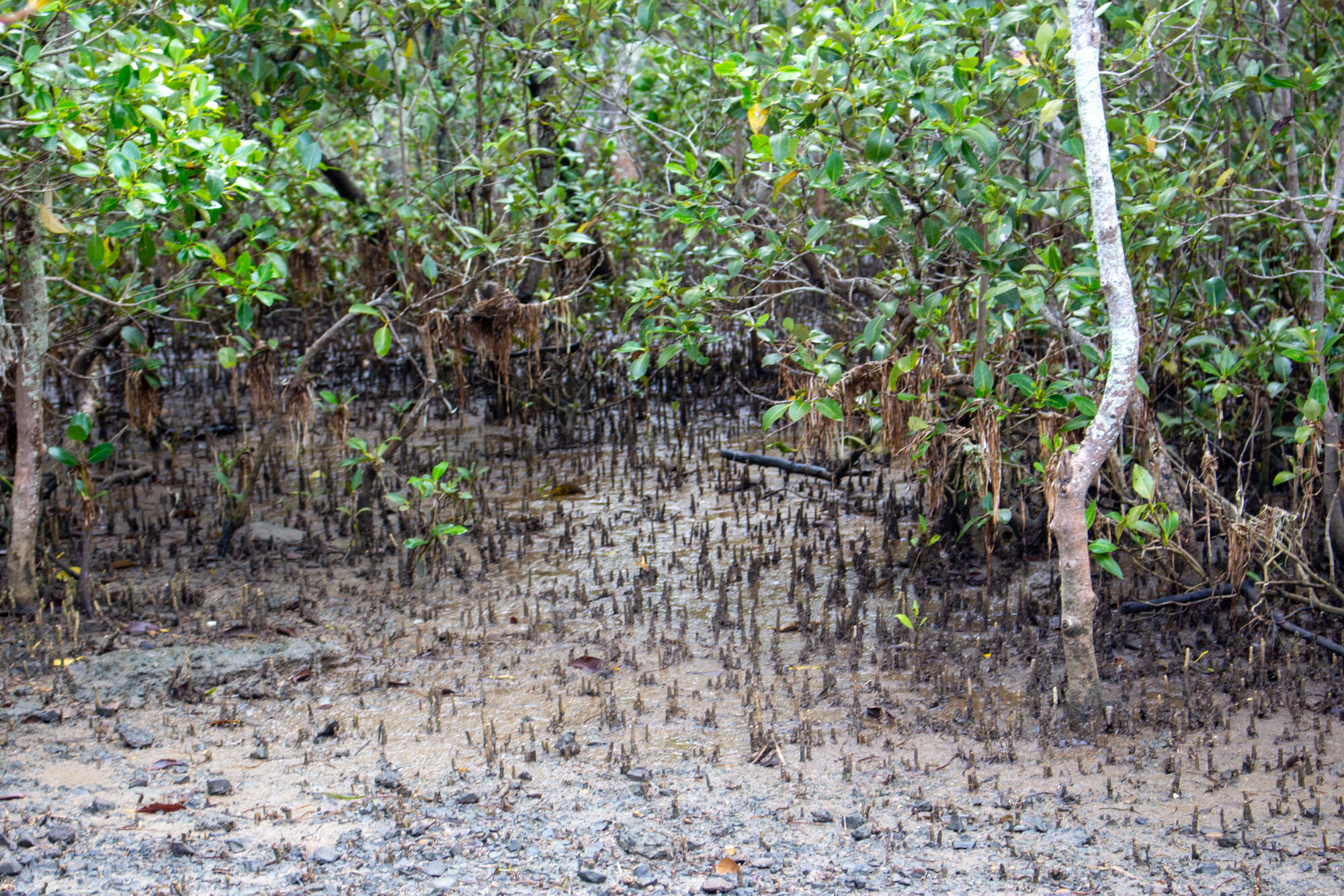 Close-up of mangroves which line the foreshore at property located at 7 Joseph Crescent Deception Bay