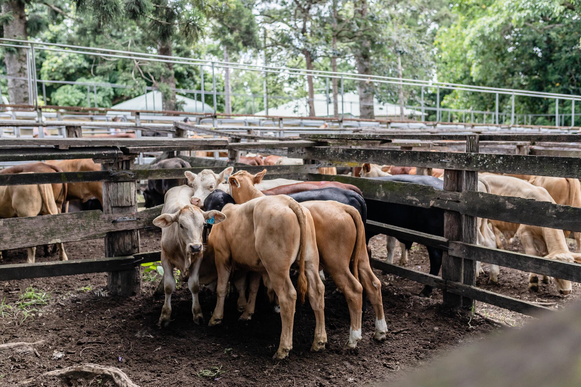 Woodford Saleyards - 129 Archer Street Woodford - cattle in stockyards awaiting sale