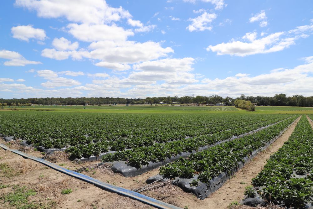 Oasis Berries strawberry farm, 434 Bribie Island Road Caboolture, 2020