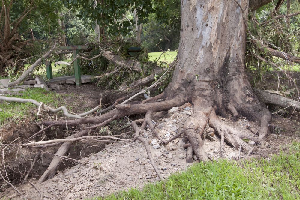January 2011 Flood Event - Debris in Leis Park Lawnton