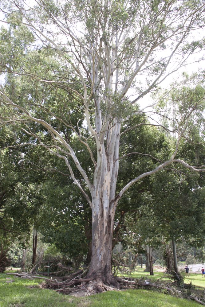 January 2011 Flood Event - Debris in Leis Park Lawnton