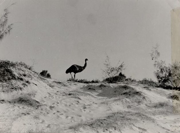 Emu on Beach - Bribie Island