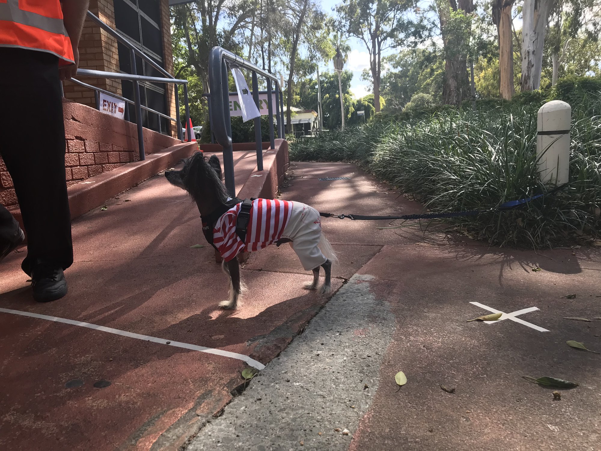 Deception Bay Library - Bayview Terrace Deception Bay - 16 May 2020 - reopening dog waiting in queue