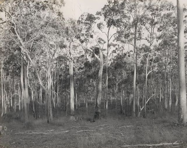 Gum Tree Forest