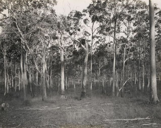 Gum Tree Forest