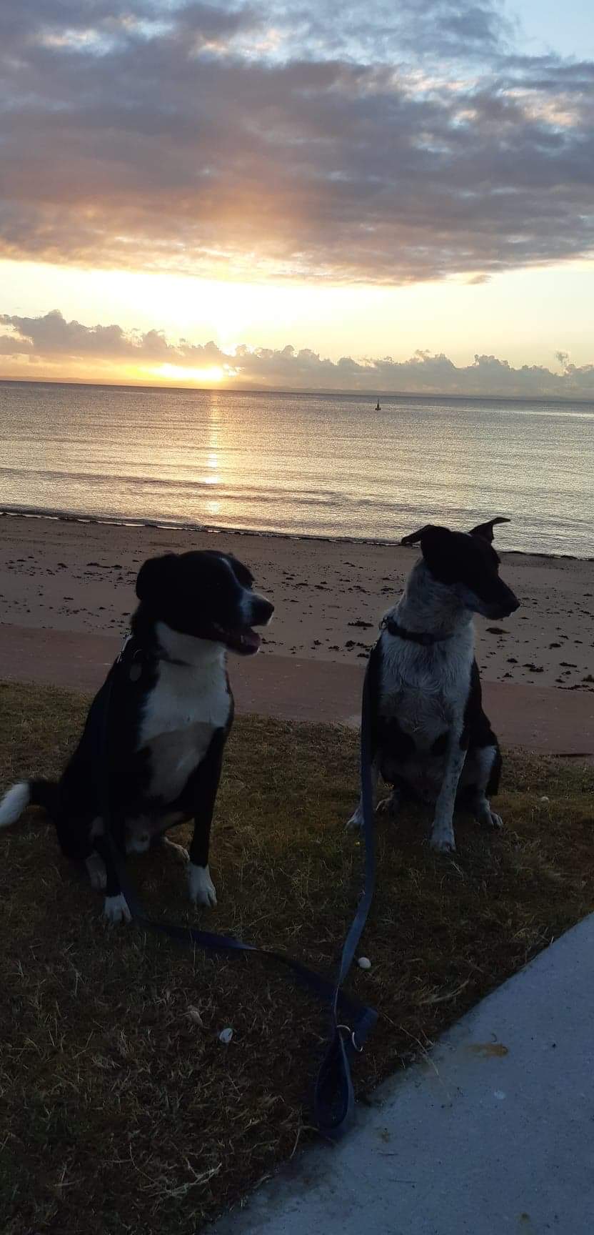McCosker Street Kippa-Ring - 8 May 2020 - Sutton's Beach visit with dogs
