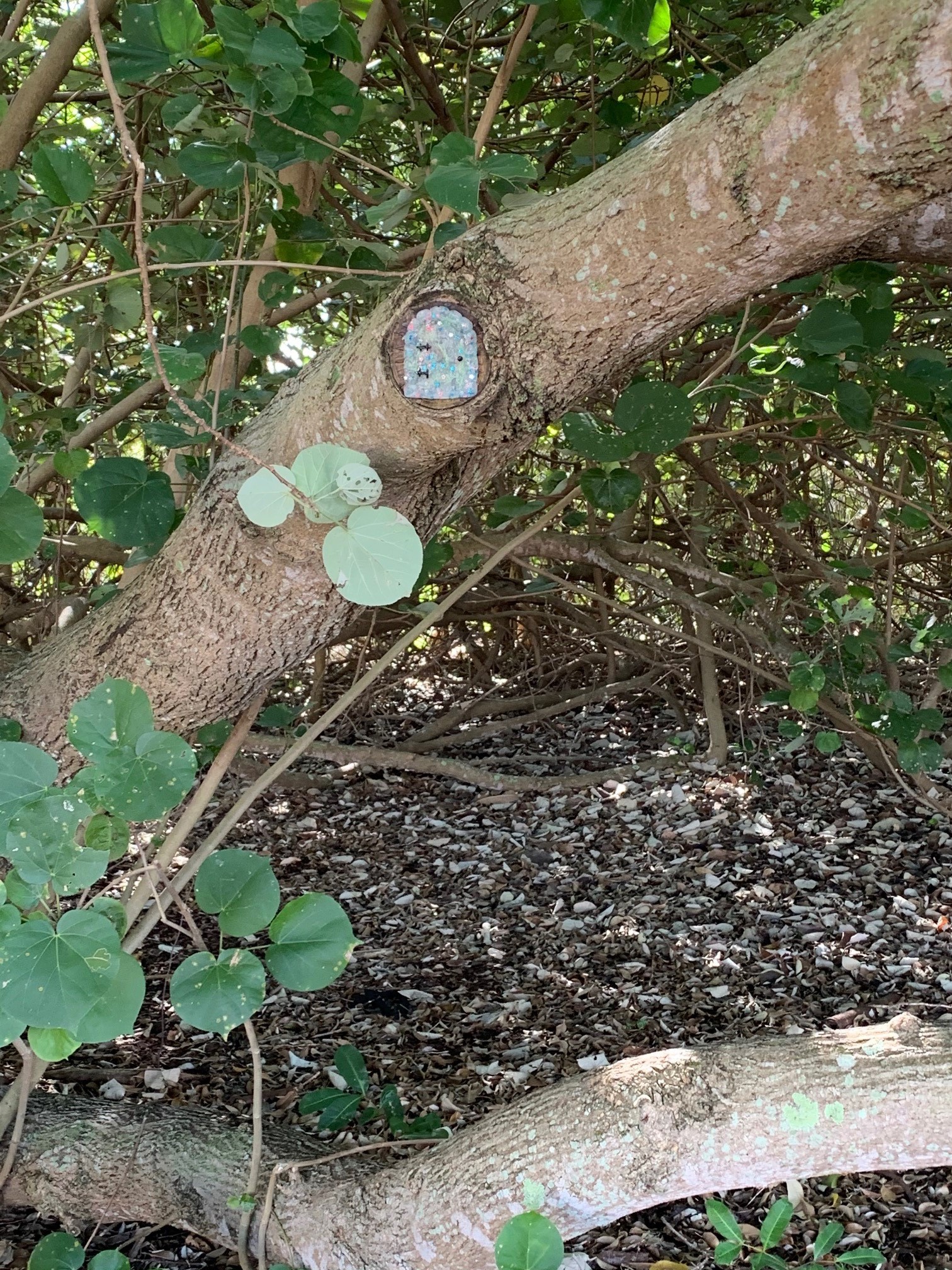 Fairy Way - 201 Esplanade S Deception Bay - 17 July 2020 - fairy house - 002
