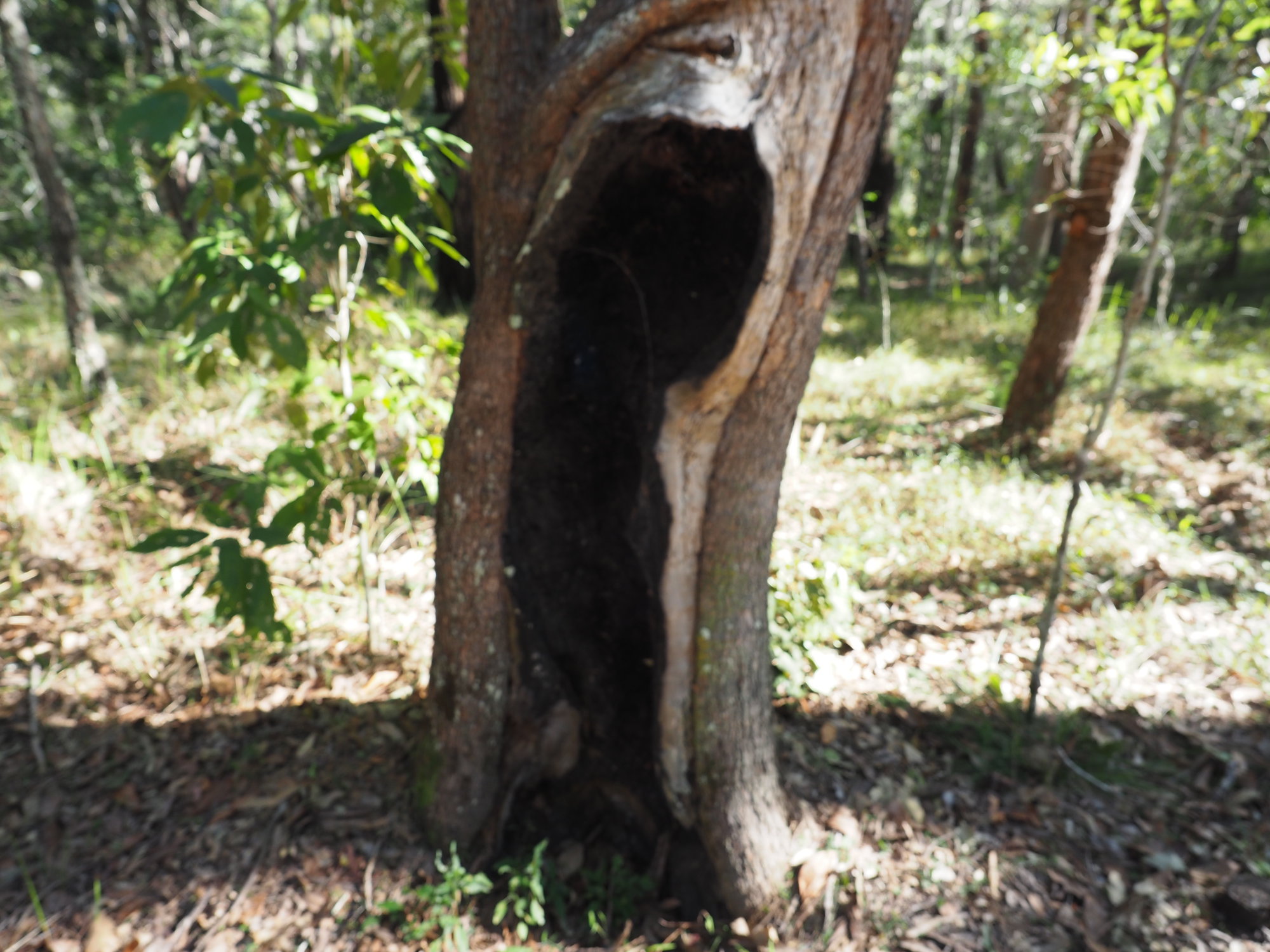 Camp Ritter - Chandler Reserve