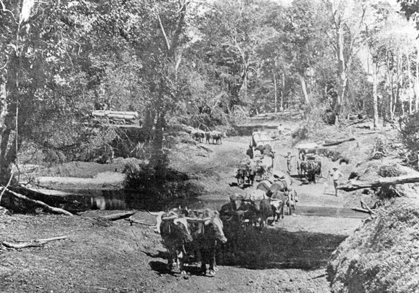 Unknown bullock teams in the Caboolture, Woodford, Maleny, Mt Mee areas