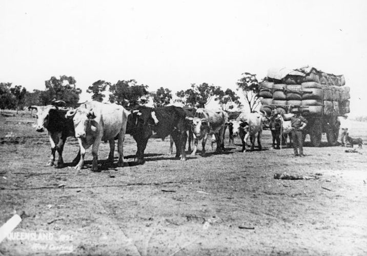 Unknown bullock team in the Caboolture, Woodford, Maleny, Mt Mee areas