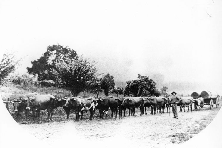 Unknown bullock team in the Caboolture, Woodford, Maleny, Mt Mee areas