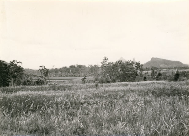 Pineapple fields in 1980
