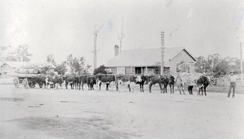 Mr Jack Hausmann (senior) with his bullock team in Caboolture