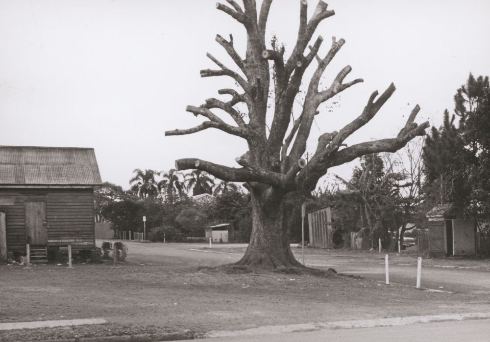 Camphor Laurel tree in Armstrong Way Caboolture