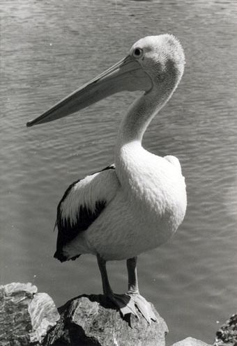 Pelican