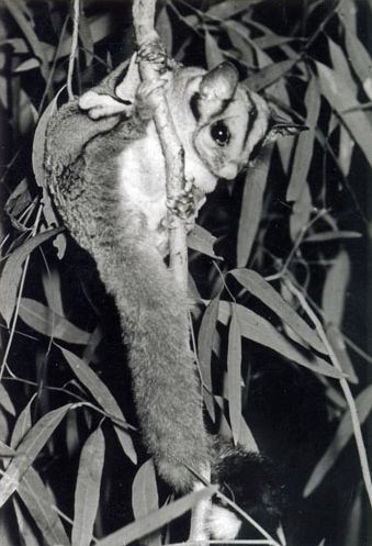 Sugar Glider
