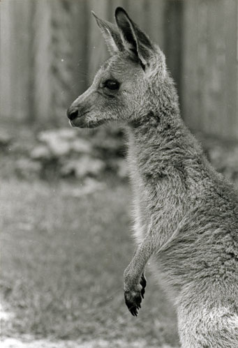 Young Grey Kangaroo