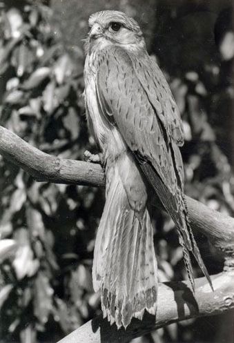 Nankeen Kistrel