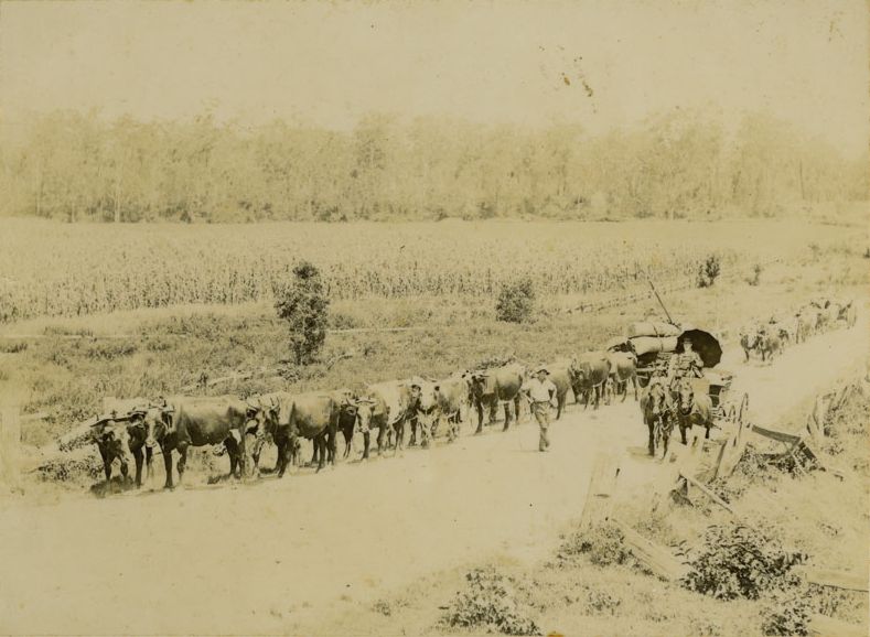 Tom and Harold Litherland with two bullock teams
