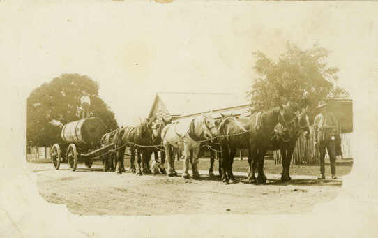 Jim Williamson's horse team, ca. 1910