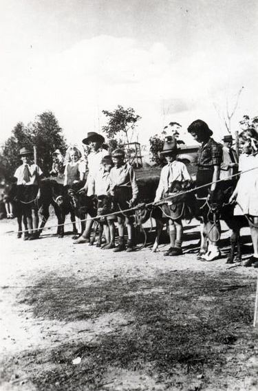 Calf Day at Wamuran State School, ca. 1960s