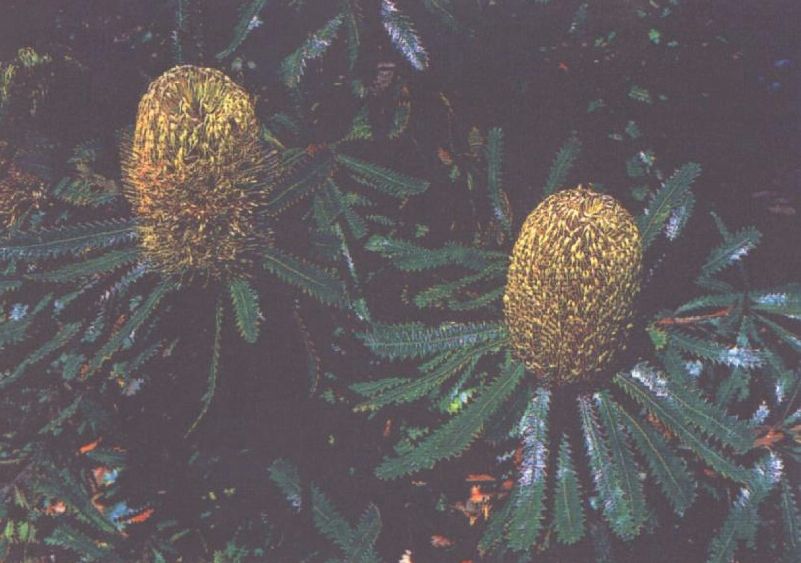 Caboolture Shire's Floral Emblem